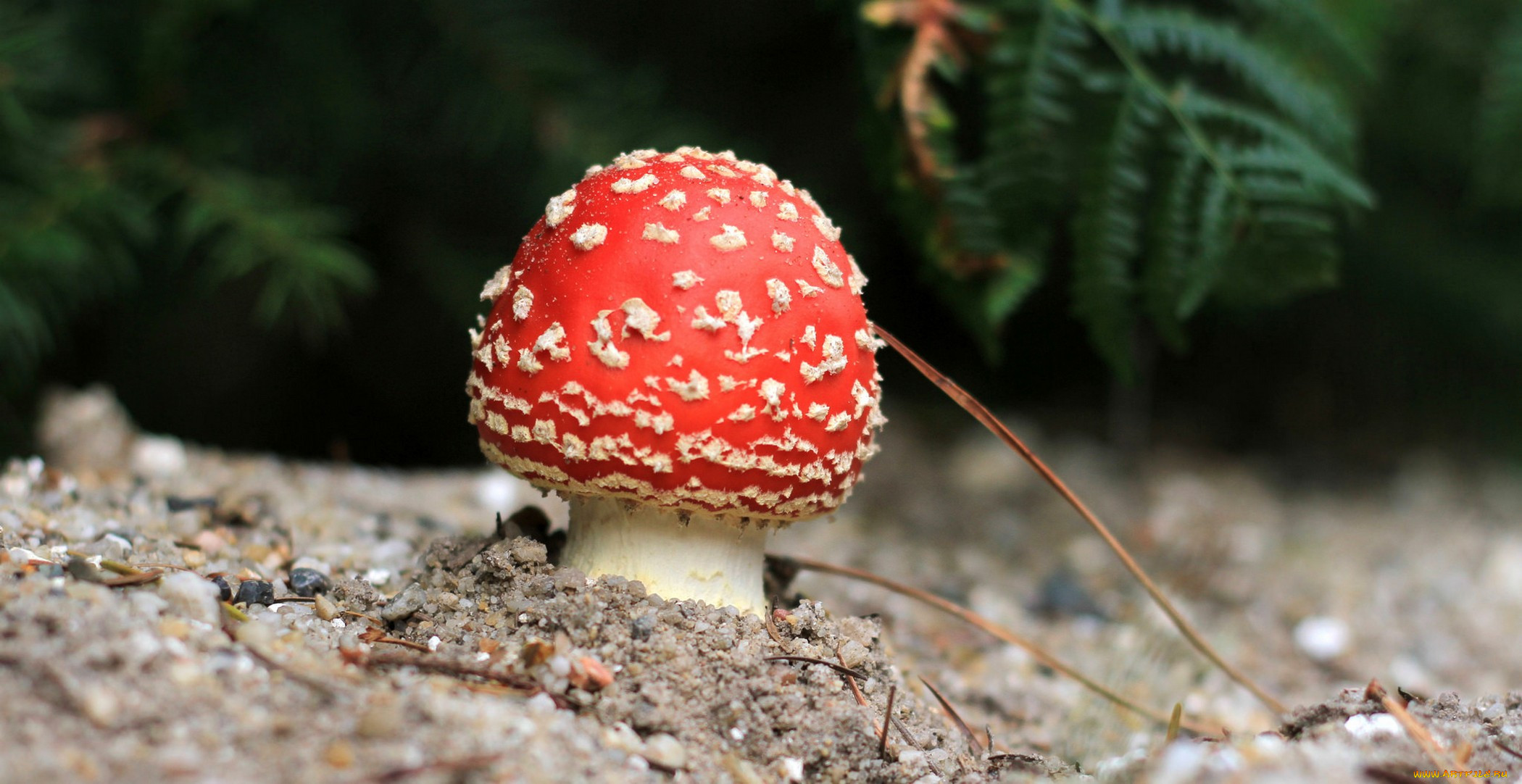 , ,  , , , nature, fungus, mushroom